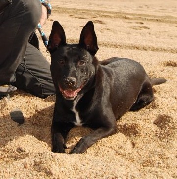 Anubis en la playa, 1 año de dad